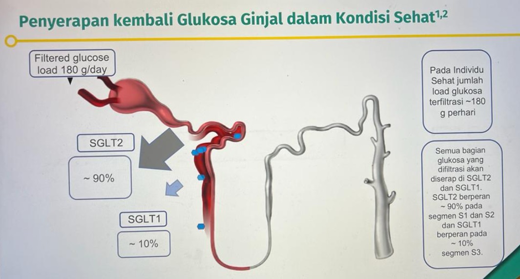 peran-ginjal-pada-homeostasis-gula-darah-tubuh-rumah-ginjal-prof-djoko-santoso-2.jpg